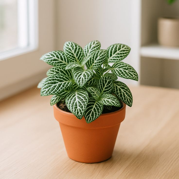 Foto de uma Ffitonia