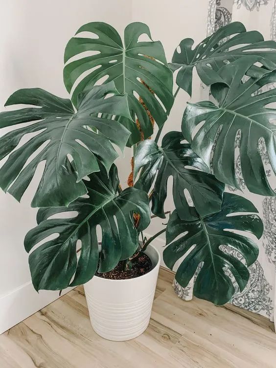 Foto de uma Costela de Adão