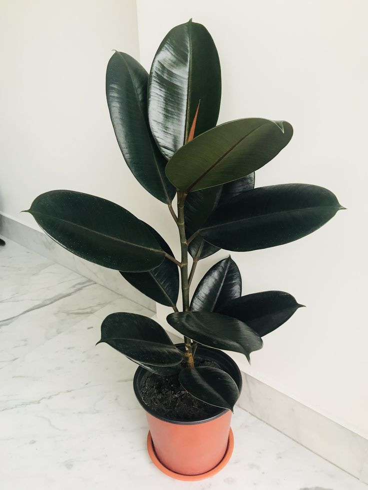 Foto de uma Ficus Elástica