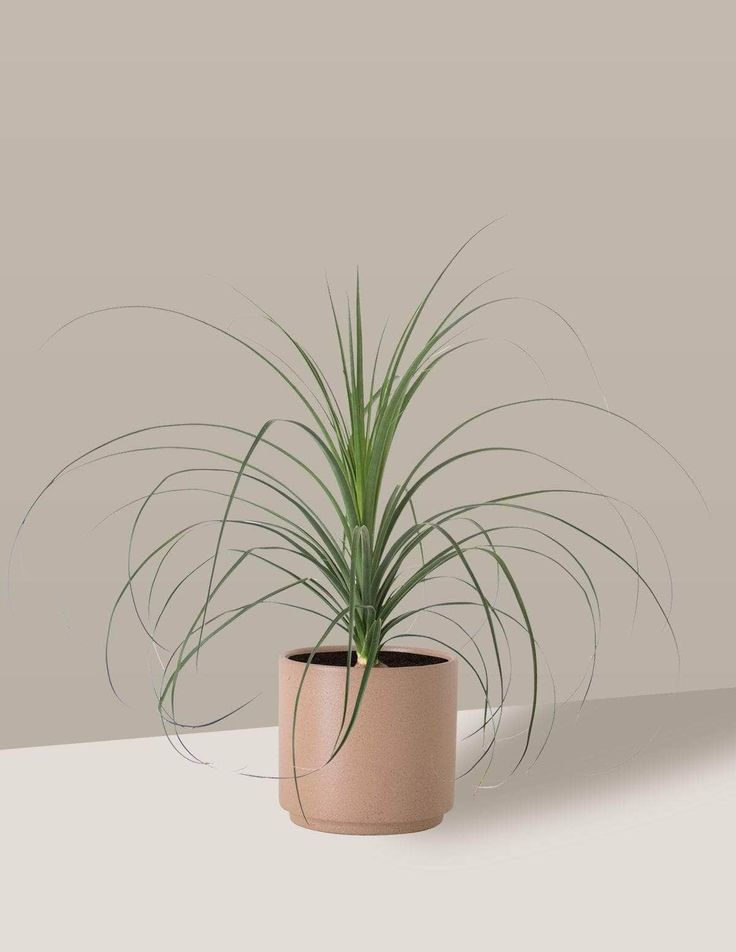 Foto de uma Pata de elefante