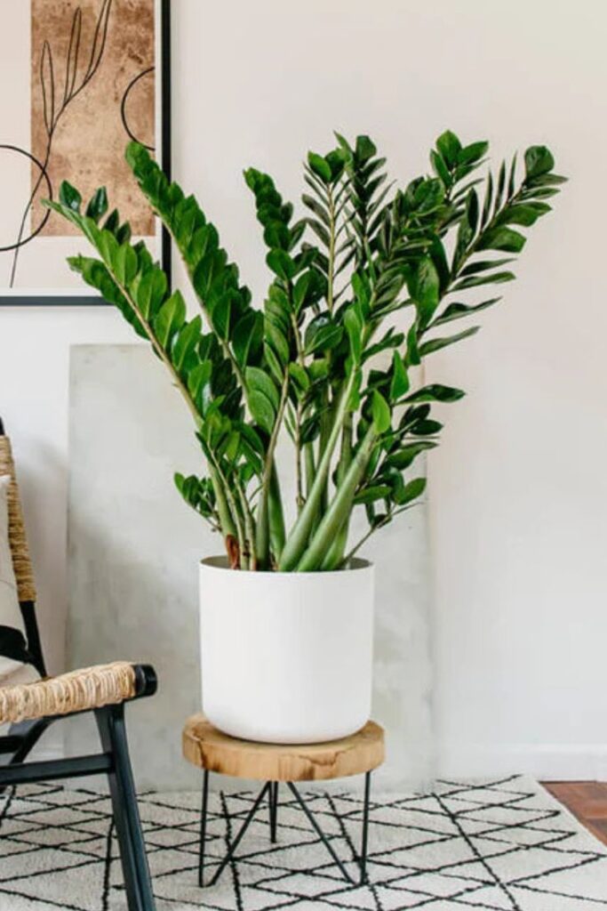 Foto de uma Zamioculcas